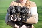 Lieve sociale Teckel x Corgi puppy’s, brindle & Tan, Dieren en Toebehoren, Parvo, Standaard, 8 tot 15 weken, Korthaar