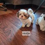mooie lieve rszuivere shih tzu pups, Overige rassen, 8 tot 15 weken, Meerdere, Meerdere dieren