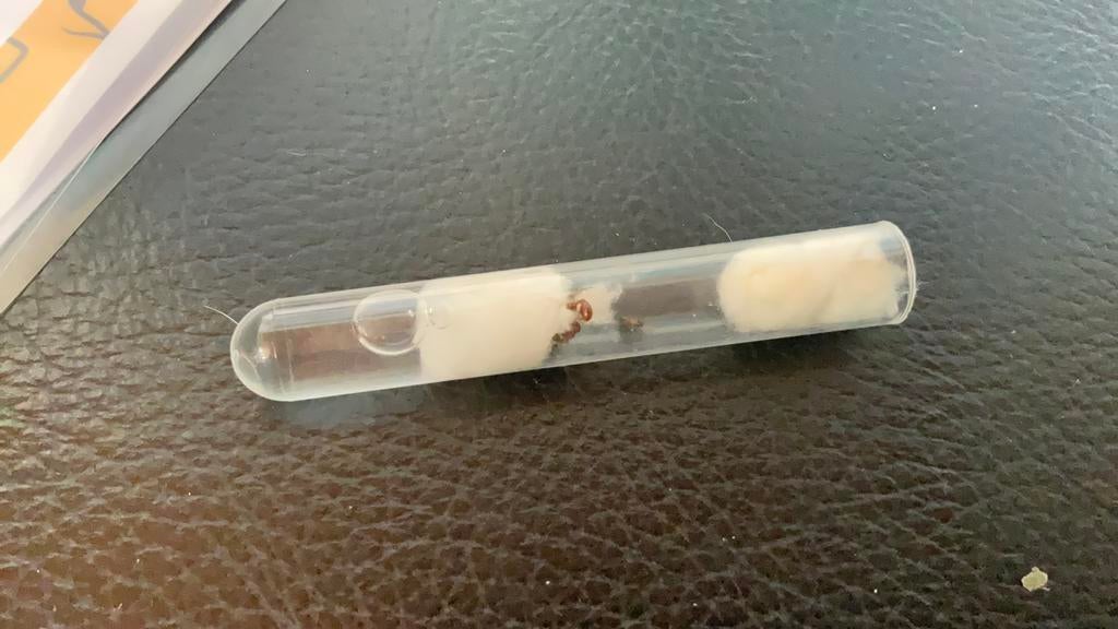 Rode mieren europese vuur mier, Dieren en Toebehoren, Overige soorten