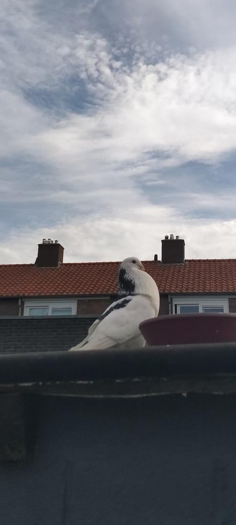 Duif, Dieren en Toebehoren, Vogels | Duiven