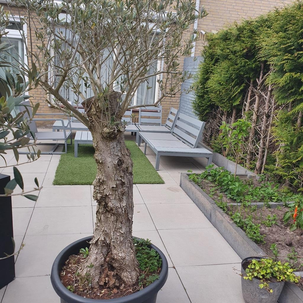 Olijfbomen, Ophalen, Volle zon, Olijfboom, 100 tot 250 cm