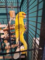Kakariki man, Dieren en Toebehoren, Vogels | Parkieten en Papegaaien, Mannelijk, Parkiet, Geringd