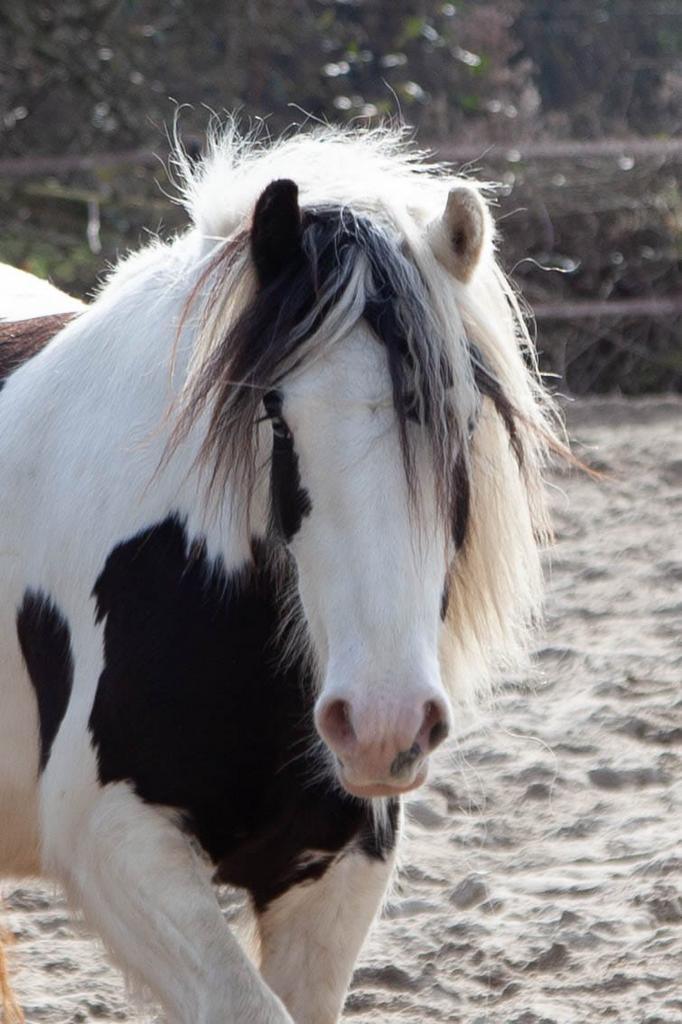 Super leuke 3-jarige tinker merrie, Dieren en Toebehoren, Pony's, Merrie, Zadelmak, D pony (1.37m tot 1.48m), Recreatiepony, 3 tot 6 jaar