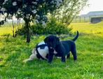 Boxer x boxer x cane corso pups , puppies , puppy, Parvo, 8 tot 15 weken, Meerdere, Meerdere dieren