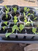 Jonge andijvie paprika koolrabi plantjes stekjes groentetuin, Ophalen of Verzenden, Eenjarig, Groenteplanten, Volle zon