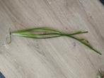 Aquarium plant Vallisneria spiralis, Ophalen, Nieuw, Plant(en), Steen of Hout