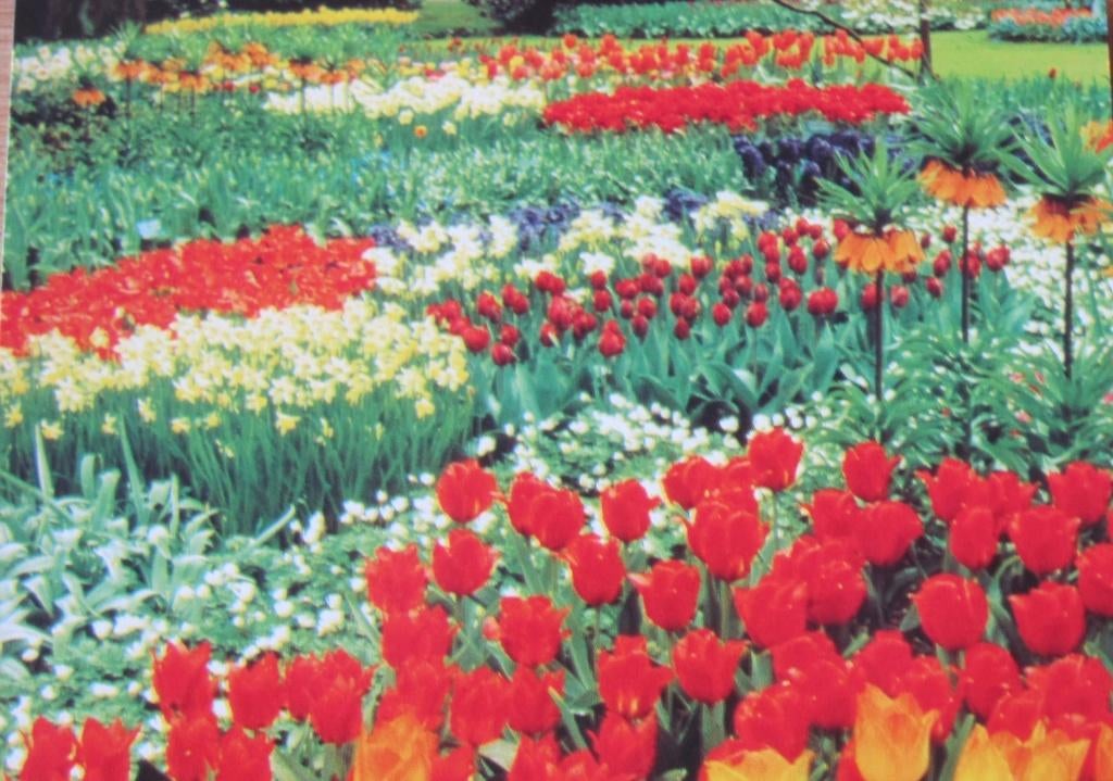 Vier nieuwe kaarten met bloemen in de keukenhof, Verzenden, 1980 tot heden, Ongelopen, Overige thema's
