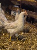 Jonge leghen leghennen kip kippen, Ophalen, Nieuw, Overige typen