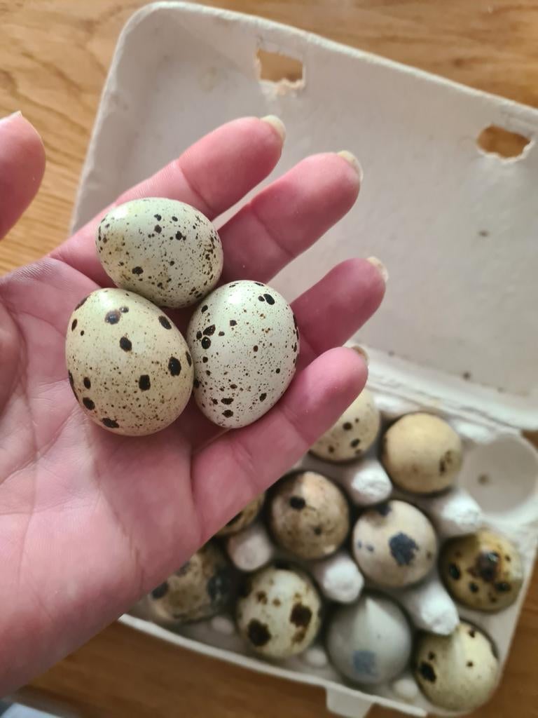 Broedeieren Japanse kwartels, Dieren en Toebehoren, Pluimvee, Geslacht onbekend, Overige soorten