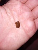 Abilisaurid tand, Ophalen of Verzenden, Fossiel