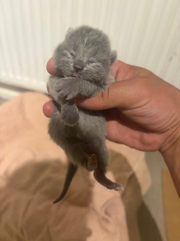 Kittens, Dieren en Toebehoren, Katten en Kittens | Overige Katten