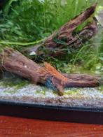 Cpo kreeftjes en blauwe garnalen., Kreeft, Krab of Garnaal