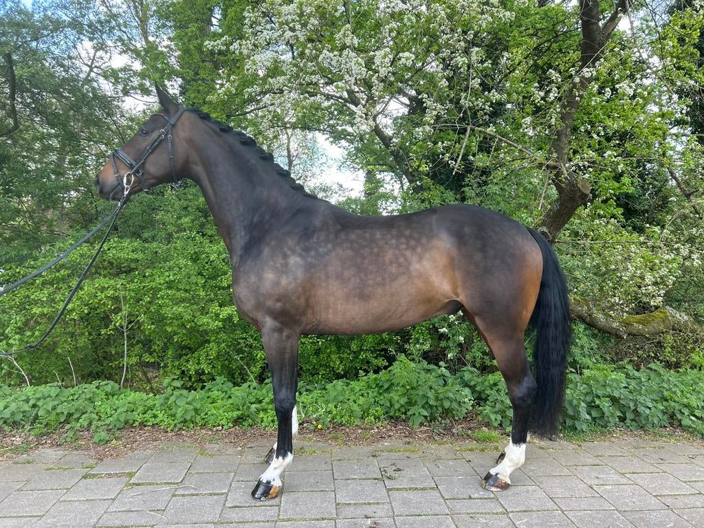 Mr. Gentleman – Veelbelovende 4-jarige Westfaler ruin, Dieren en Toebehoren, Ruin, Dressuurpaard