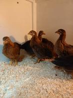 Welsumer hennetjes te koop, Dieren en Toebehoren, Pluimvee, Vrouwelijk, Kip