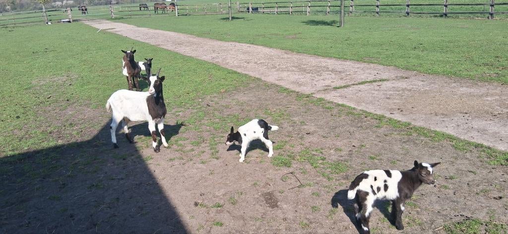 Geiten, Dieren en Toebehoren, Schapen, Geiten en Varkens, Vrouwelijk, Geit
