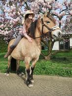 Superleuke Fjord x Haflinger kruising merrie d-pony 2007, B, 11 jaar of ouder, Recreatiepony, D pony (1.37m tot 1.48m)