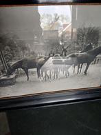 Oud schilderij: Drafpaarden bij waterbak, ca. 90 jaar oud, Antiek en Kunst, Kunst | Tekeningen en Foto's, Ophalen of Verzenden