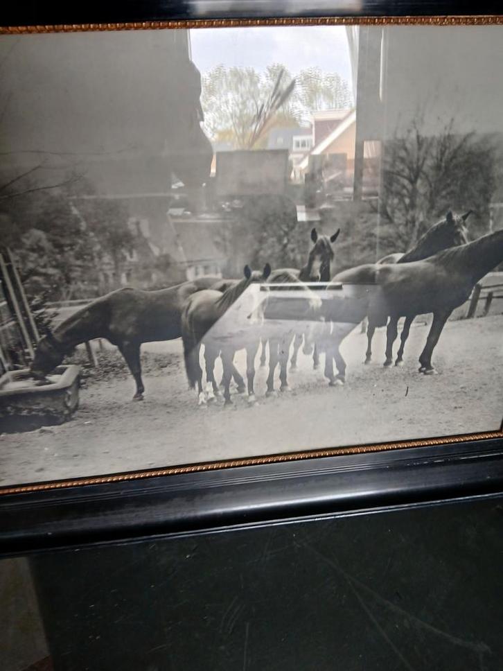 Oud schilderij: Drafpaarden bij waterbak, ca. 90 jaar oud, Antiek en Kunst, Kunst | Tekeningen en Foto's, Ophalen of Verzenden