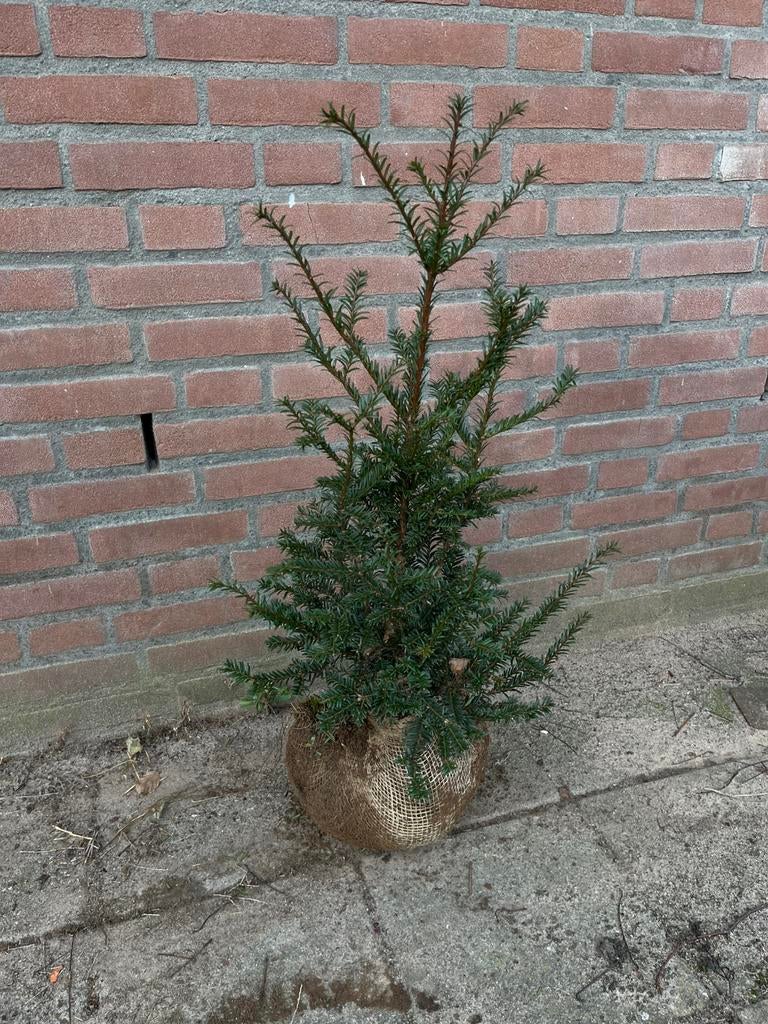 Taxus baccata, Ophalen