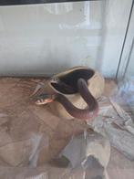 Naja pallida cb 24 1.1, Dieren en Toebehoren, Reptielen en Amfibieën, Slang