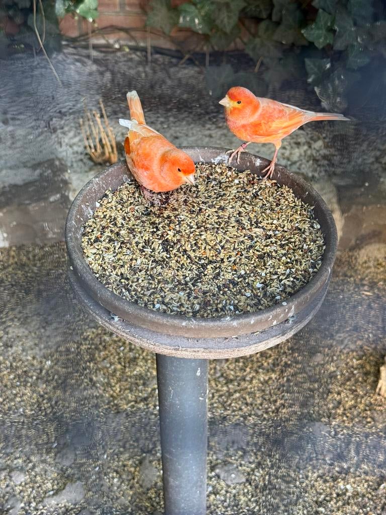 Kanarie koppel, Meerdere dieren, Kleurkanarie