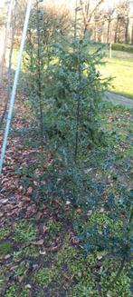 Te koop Hulsboom., Ophalen of Verzenden, Overige soorten