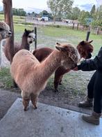 Drachtige alpaca merrie te koop, Juni, Vrouwelijk
