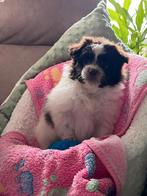 Maltipompup, Parvo, 8 tot 15 weken, Eén hond, Nederland