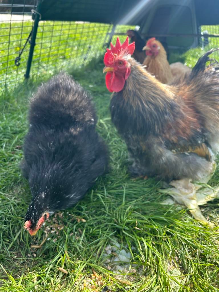 Zijdeveer choco cochin kriel haan, Dieren en Toebehoren, Pluimvee, Mannelijk, Kip