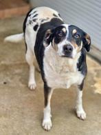 ACE: Gordita is een lief en braaf hondje!, Dieren en Toebehoren, Particulier, Buitenland, Teef, Parvo