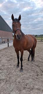 Lease paard, Verzorging of Verzorgpony's