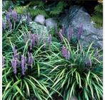 Liriope Muscari 'Moneymaker' - Leliegras, Tuin en Terras, Planten | Tuinplanten, Ophalen, Bodembedekkers, Vaste plant, Halfschaduw