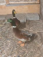 Harlquin eenden, Dieren en Toebehoren, Meerdere dieren, Eend