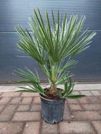 Chamaerops Humilis - Europese Dwergpalm H: 65 cm., Minder dan 100 cm, Zomer, Palmboom, Ophalen