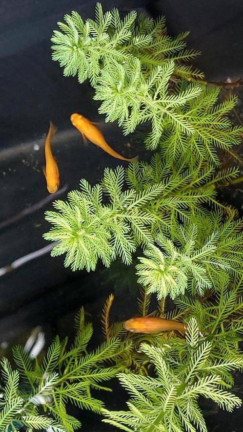 Oranje Japanse rijstvis, Medaka, mini-koi, Dieren en Toebehoren, Vissen | Aquariumvissen, Zoetwatervis, Vis, Schoolvis