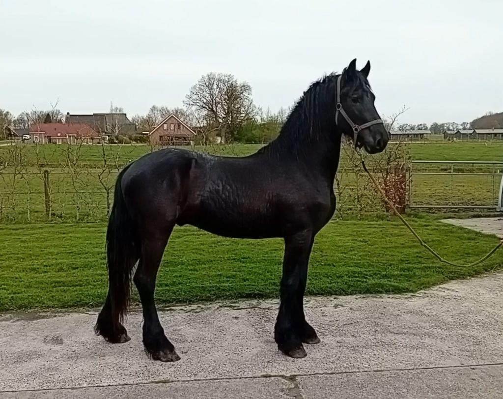 Friese hengst, Dieren en Toebehoren, Paarden, Hengst, 160 tot 165 cm, 0 tot 2 jaar