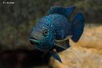 Jack dempsey cichlide 5cm, Vis