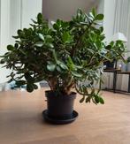 Mooi Jade Vetplant (Heerenveen), Ophalen, Overige soorten, Volle zon