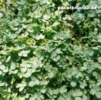 Acaena‘Kupferteppich afhaal aanbieding vanaf 24stuks afgehaa, Ophalen, Overige soorten, Halfschaduw