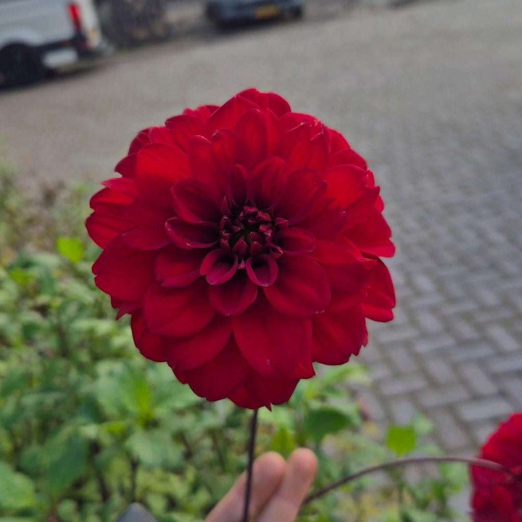 Dahlia knollen rood, Tuin en Terras, Ophalen of Verzenden, Volle zon, Knol