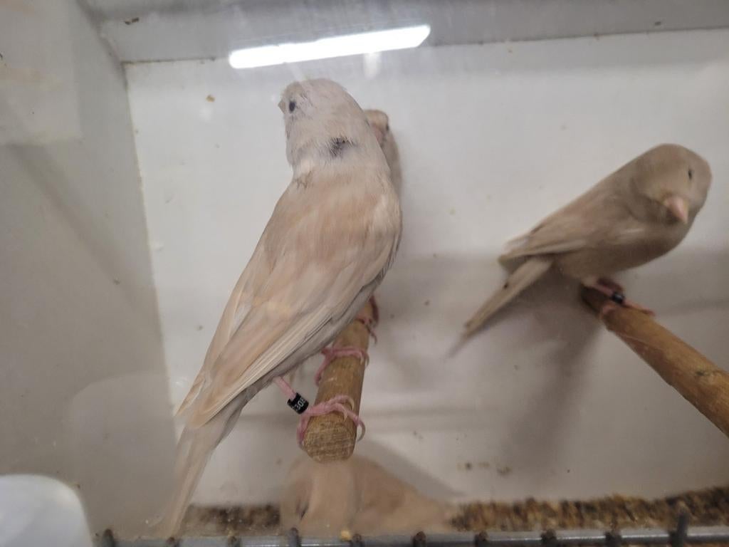 Te Koop isabel wit pastel  kanaries, Dieren en Toebehoren, Vogels | Kanaries, Meerdere dieren, Kleurkanarie