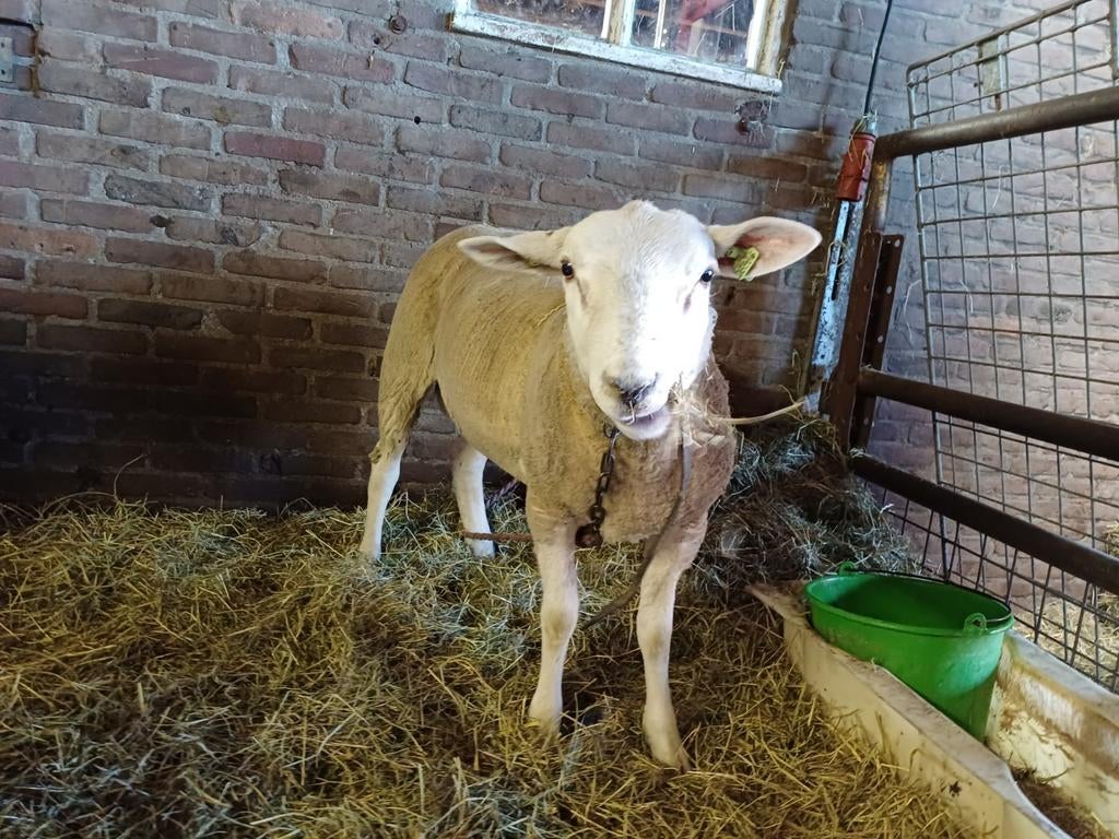 Dekram (Engelse) Texelaar, Mannelijk, Schaap, 0 tot 2 jaar