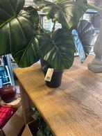 Kunstplant van de intratuin, Ophalen of Verzenden, Halfschaduw, Minder dan 100 cm