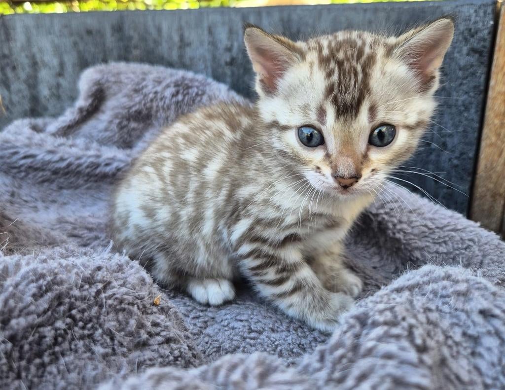 Bengaalse kitten. Met stamboom., Dieren en Toebehoren, Katten en Kittens | Overige Katten, Kater, Kortharig, 0 tot 2 jaar