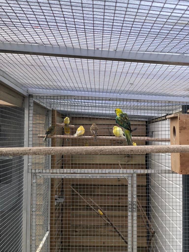 Div kanaries, Meerdere dieren, Kleurkanarie