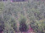 Taxus Baccata, Ophalen, Taxus, Haag, Minder dan 100 cm