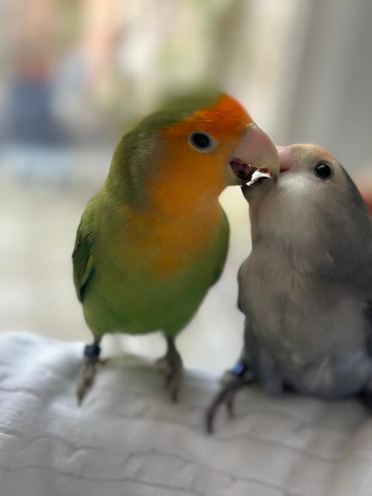 Tamelijk agapornis koppeltje zoeken nieuwe huis, Meerdere dieren, Dwergpapegaai of Agapornis, Geringd