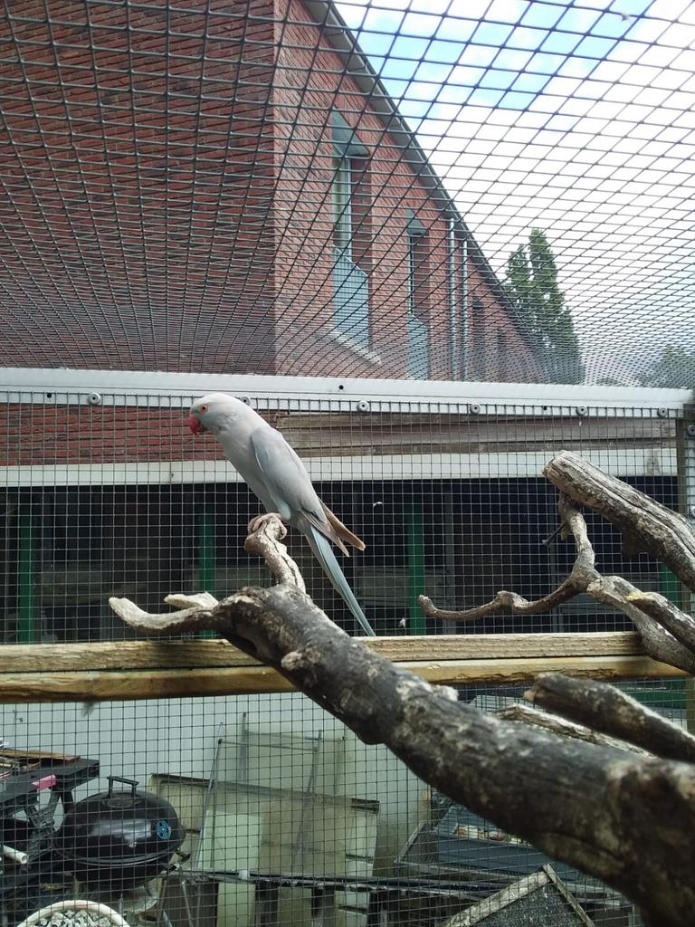 Blauw grijs 2025, Meerdere dieren