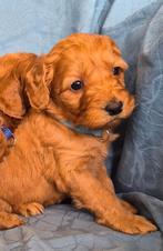 Australian labradoodle pups, 8 tot 15 weken, Parvo, Meerdere dieren, Eén hond