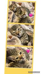 Hele lieve en mooie kittens (sphynx x bengaal), Dieren en Toebehoren, Meerdere dieren, Gechipt, 0 tot 2 jaar